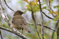Turdus grayi